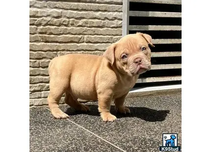 a american pit bull puppy standing on pavement